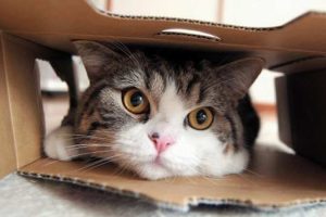 foto maru kucing tercantik di dunia