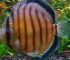 jenis ikan discus brown discus