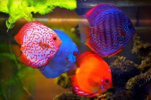 foto ikan discus