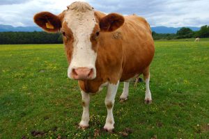 gambar sapi perah Guernsey
