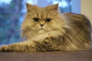 foto kucing persia medium