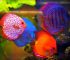 foto ikan discus