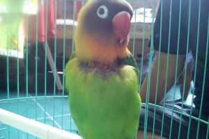 perawatan lovebird mabung