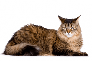 kucing maine coon yang gagah