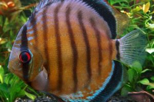 jenis ikan discus brown discus