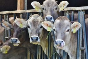 gambar penggemukan sapi kombinasi
