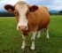 gambar sapi perah Guernsey