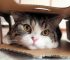 foto maru kucing tercantik di dunia