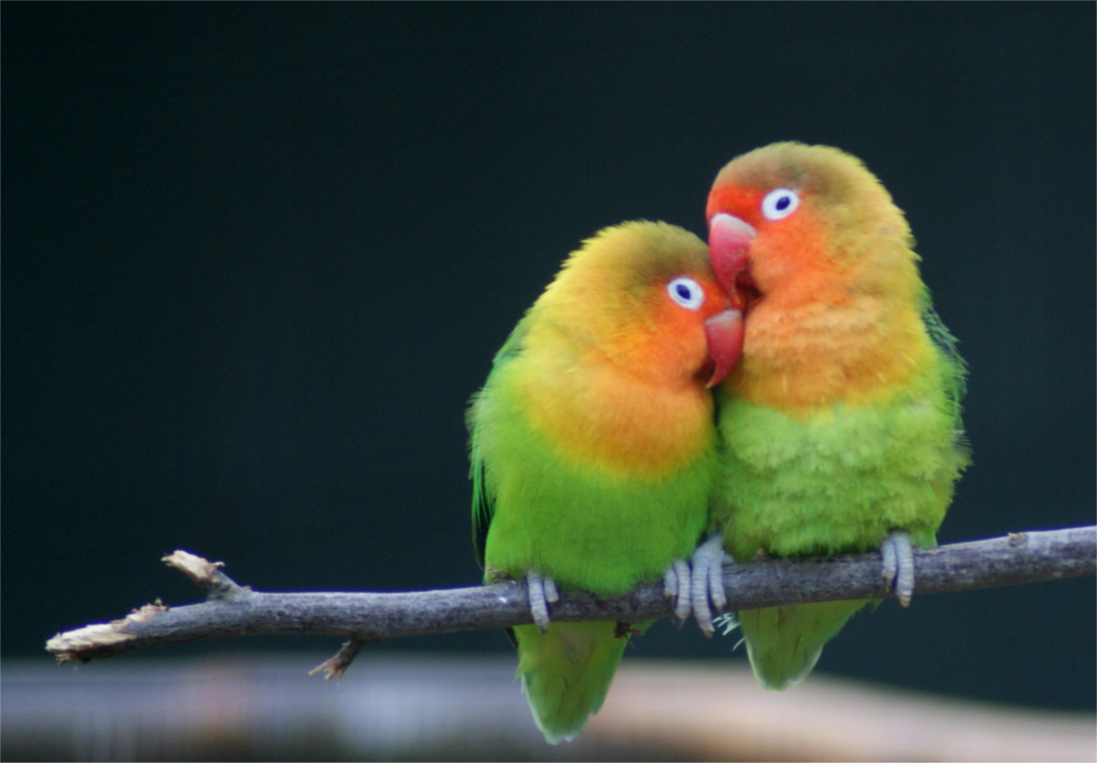 jenis burung love bird